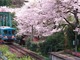 观花海品美食，日本观光列车带你享受浪漫旅途！